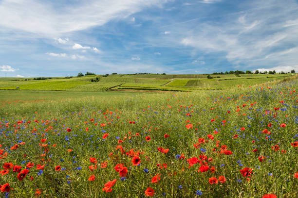 수레 국화 양 귀 비 포도 - poppy field flower meadow 뉴스 사진 이미지