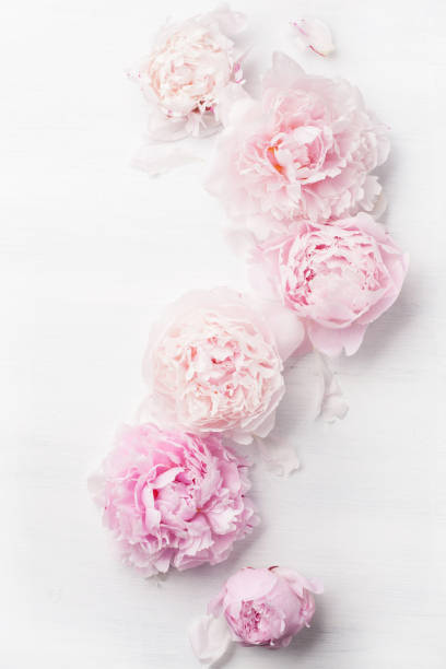 istock beautiful pink peony flower background 831047558