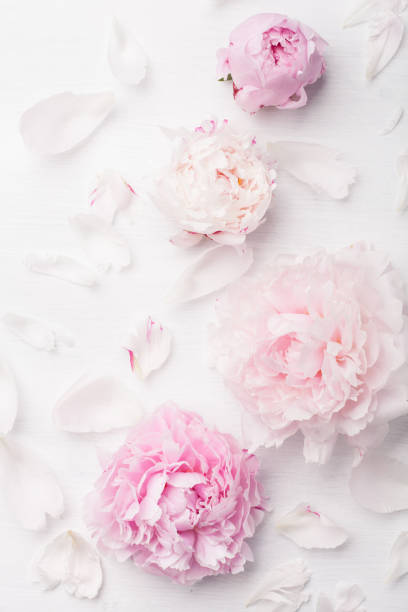 istock beautiful pink peony flower background 831048714