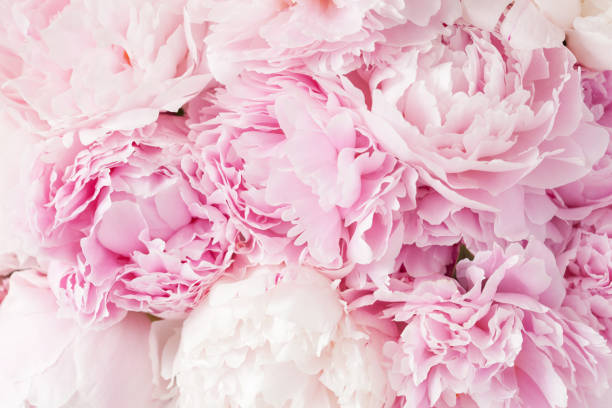 istock beautiful pink peony flower background 831049570