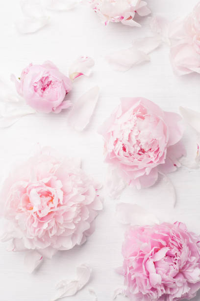 istock beautiful pink peony flower background 831049628