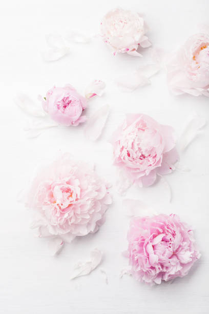 istock beautiful pink peony flower background 831049738