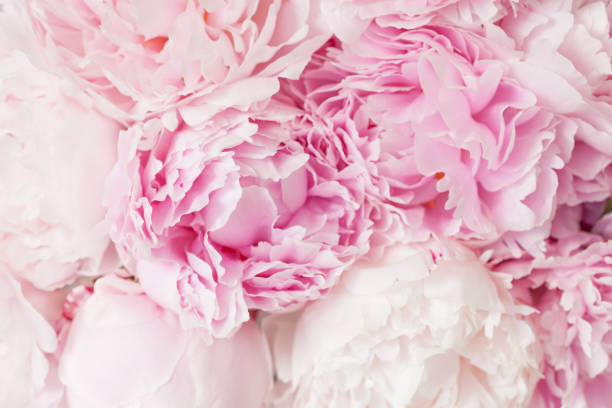 istock beautiful pink peony flower background 831049816