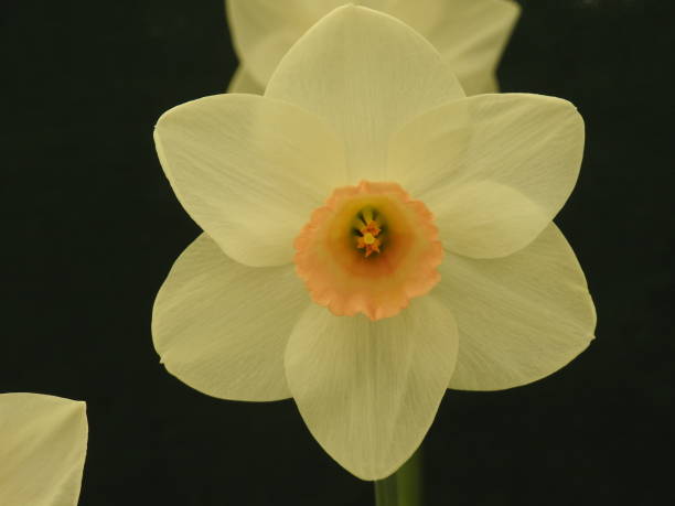 istock World of Daffodil collection Part 1 831052868