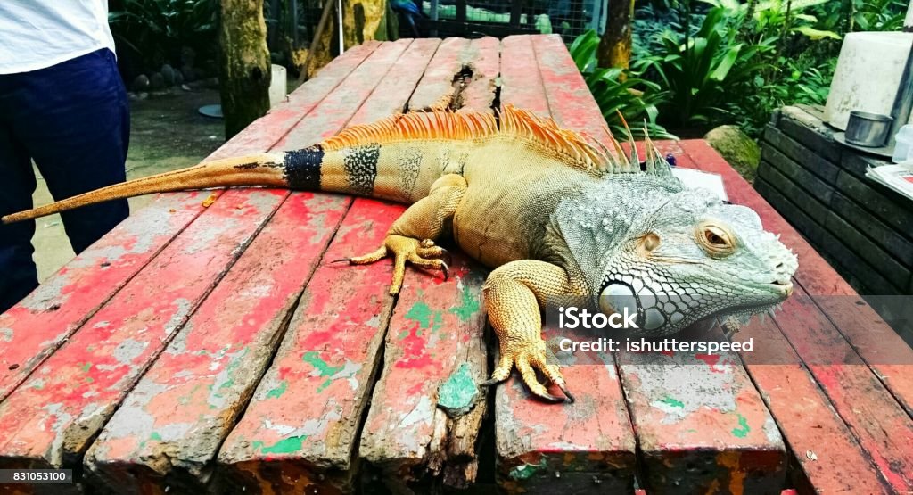 Giant Lizard in a Park Animal Themes Stock Photo