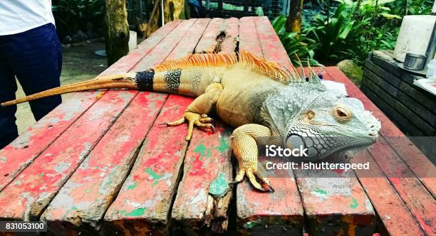 Giant Lizard In A Park Stock Photo - Download Image Now - Animal Themes, Horizontal, Lizard