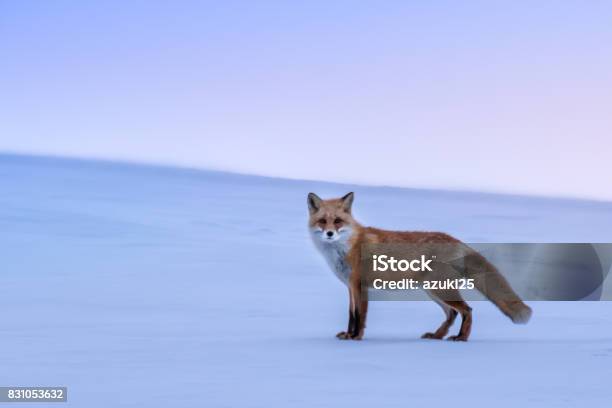 White Hills And Fox Stock Photo - Download Image Now - Hokkaido, Fox, Japan