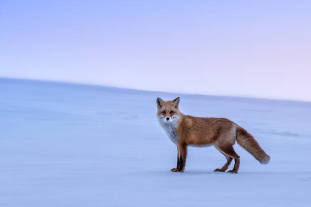 white hills and fox - azuki imagens e fotografias de stock