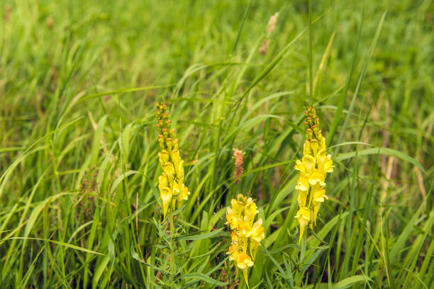 Closeup of a yellow flowering, budding and overblown  common toadflax of Linaria vulgaris plant growing between grasses and other wild plants on a sunny day in the Dutch summer season.