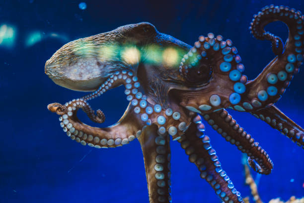 Giant octopus Marine wildlife, animal kingdom, close up of tropical rare animals in the water, earth preservation, life in watertank, aquarium water animal octopus sea stock pictures, royalty-free photos & images