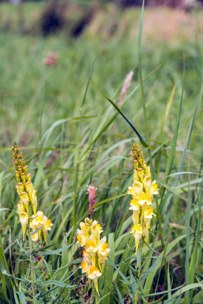istock Yellow flowering common toadflax plant in the wild nature from close 831061028