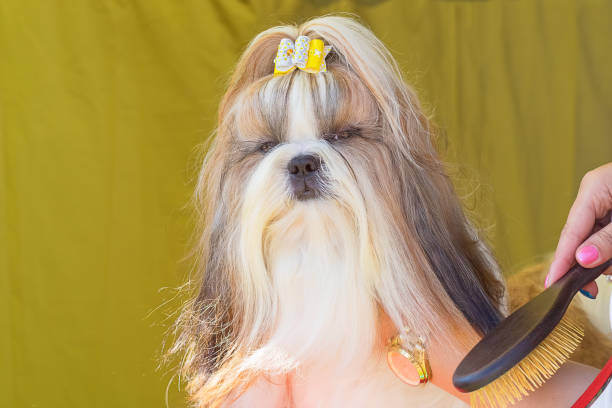 istock Haircut dogs professional master 831063832