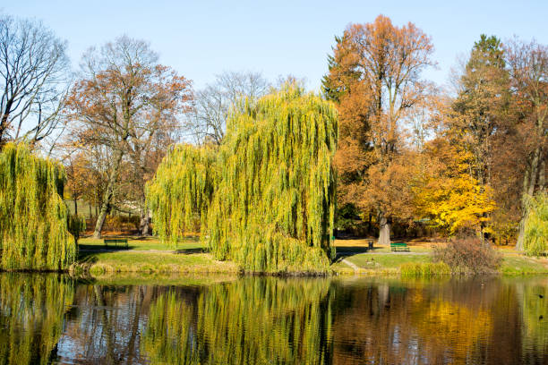 istock Park in autumn colors 831067878