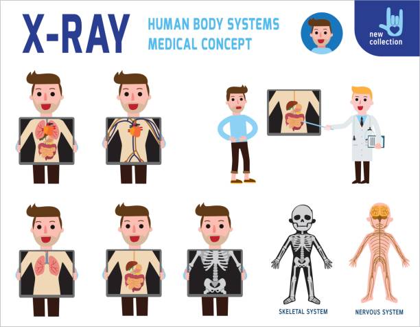 рентгеновский экран, показывающий внутренние органы и скелет. систем человеческого тела. пищеварительной. концепции медицинског�о здоровь� - anatomy the human body human bone white background stock illustrations