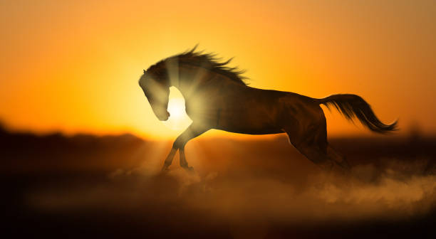 istock Dark horse runs on sunset background in dust 831072320