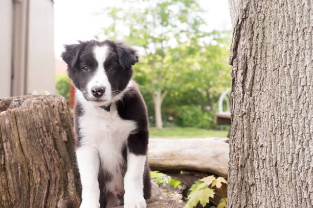 istock Curious Border Collie Puppy Outdoors 831077342