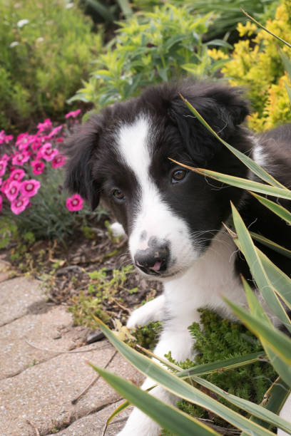 istock Puppy in the yard 831077376