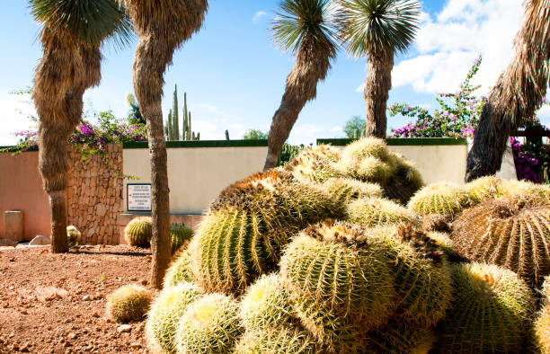 istock Cactus garden at island Majorca, Balearic Islands, Spain. 831077586
