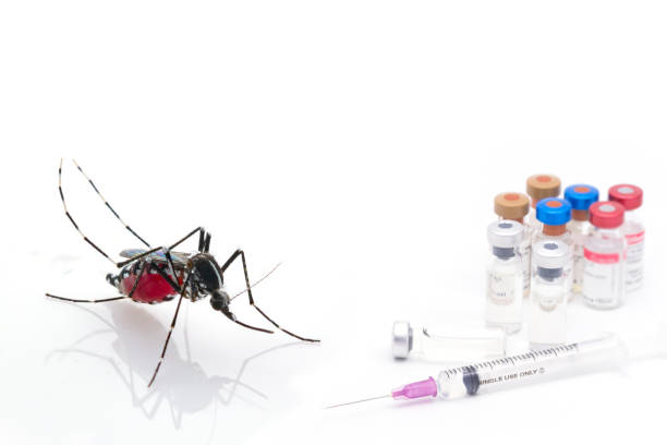 Aedes aegypti. Close up a Mosquito sucking human blood Aedes aegypti. Close up a Mosquito sucking human blood,Vector-borne diseases,Chikungunya.Dengue fever.Rift Valley fever.Yellow fever.Zika. mosquito filled with blood stock pictures, royalty-free photos & images
