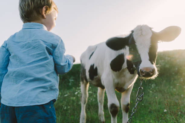 istock Boy petting calf on the meadow 831081802