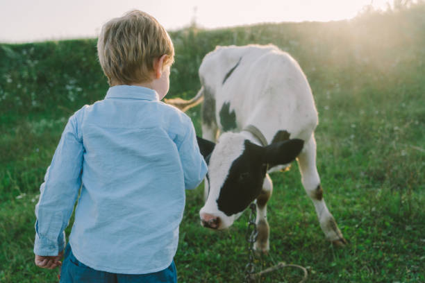 istock Boy petting calf on the meadow 831081806