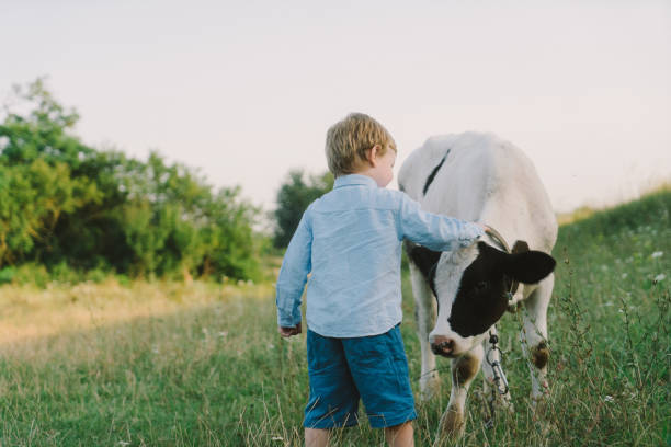 istock Boy petting calf on the meadow 831081808
