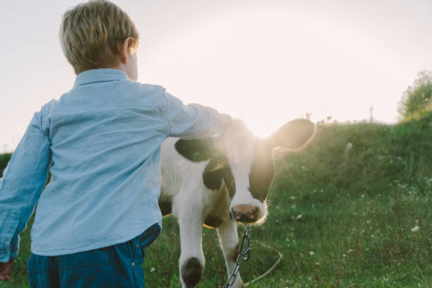 istock Boy petting calf on the meadow 831081818
