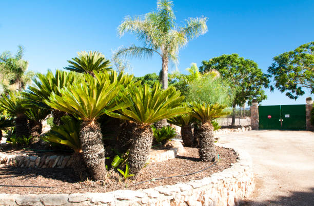 istock Cactus garden at island Majorca, Balearic Islands, Spain. 831086058