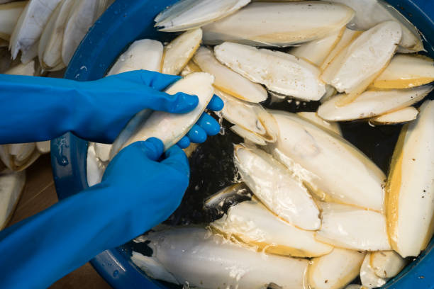 istock Hands in blue gloves washing Cuttlefish bone 831086466