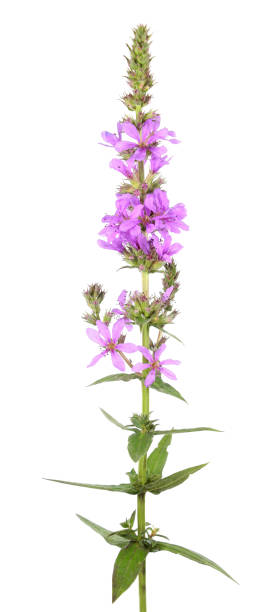 la salicaire (lythrum salicaria) isolée sur fond blanc. plante médicinale - purple loosestrife photos et images de collection