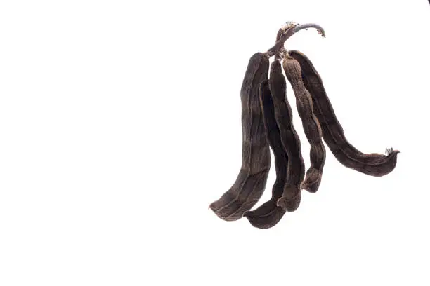 nettles brown pods (Mucuna pruriens) on white background