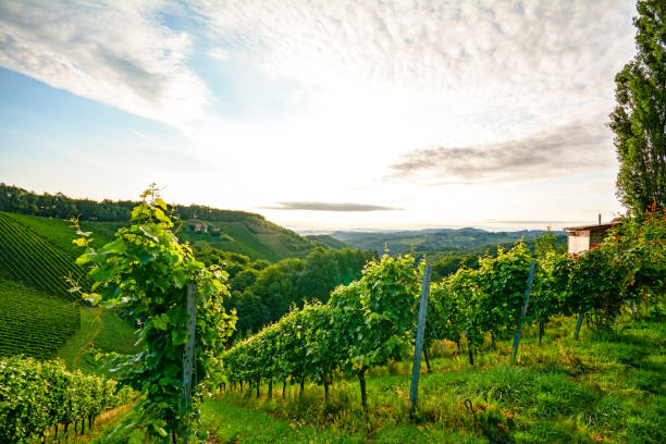 vignoble escarpé avec des raisins blancs près d’un producteur dans la toscane région viticole, italie europe - south germany photos et images de collection