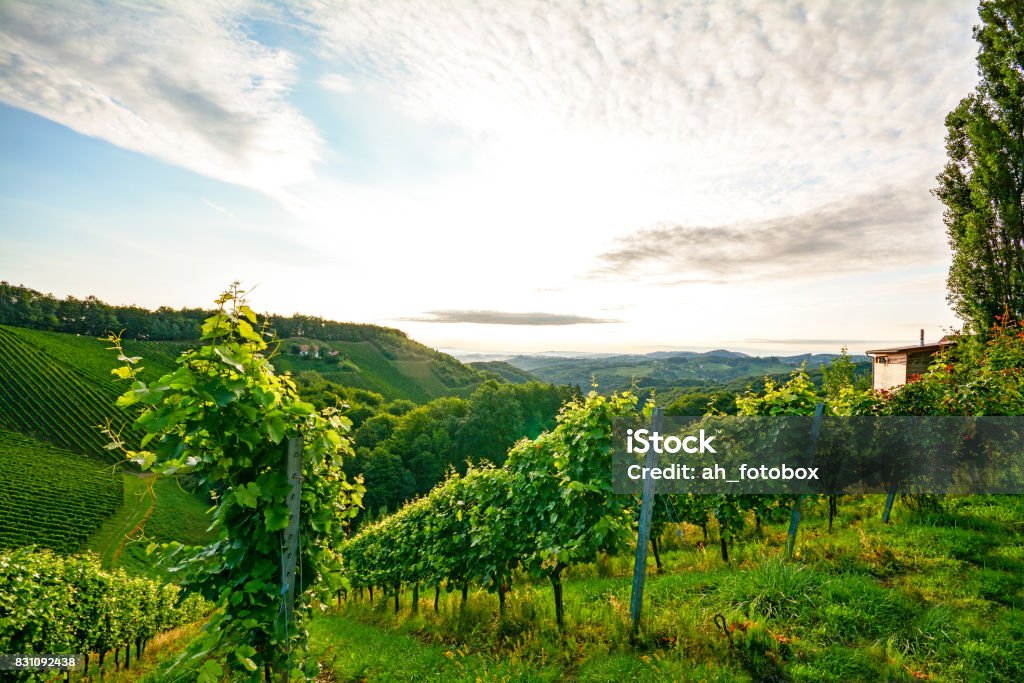 Steep vineyard with white wine grapes near a winery in the tuscany wine growing area, Italy Europe Wine Stock Photo