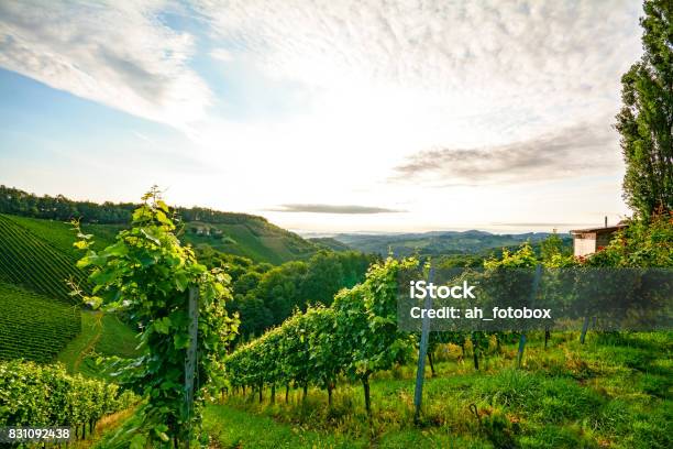 Steep Vineyard With White Wine Grapes Near A Winery In The Tuscany Wine Growing Area Italy Europe Stock Photo - Download Image Now