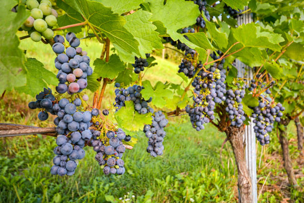 uvas de vinho vermelhas em uma vinha antes da colheita no final do outono - danube river fotos - fotografias e filmes do acervo