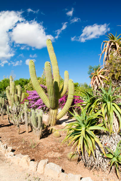 istock Cactus garden at island Majorca, Balearic Islands, Spain. 831092452