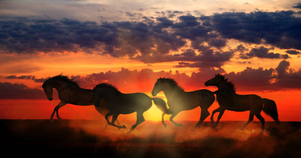 istock Four horses run on orange sunset background 831092470