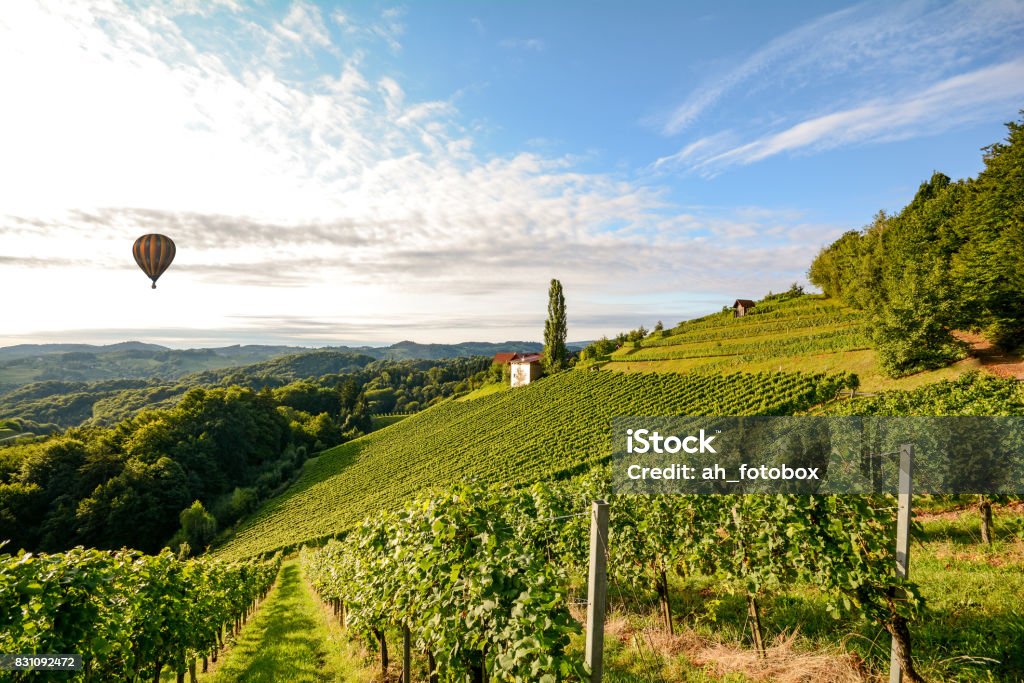 Viñedos con globo de aire caliente cerca de una bodega antes de la cosecha en la región, productora de vino de Toscana Italia Europa - Foto de stock de Viña libre de derechos