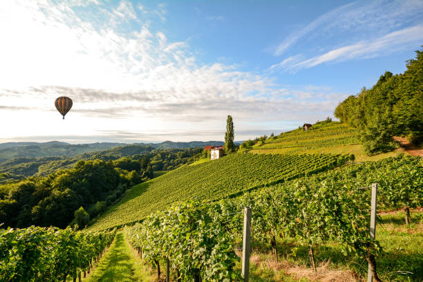 viñedos con globo de aire caliente cerca de una bodega antes de la cosecha en la región, productora de vino de toscana italia europa - veneto fotografías e imágenes de stock