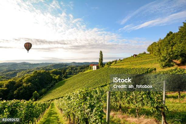 Photo libre de droit de Près De Vignobles Avec Ballon À Air Chaud  Un Producteur Avant La Récolte Dans La Région De Viticole Toscane Italie Europe banque d'images et plus d'images libres de droit de Vignoble