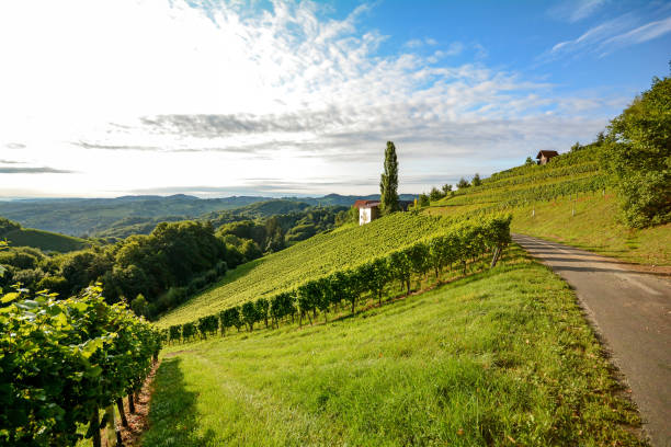 route des vins dans les vignes escarpées à côté d’un producteur dans la toscane région viticole, italie europe - south germany photos et images de collection