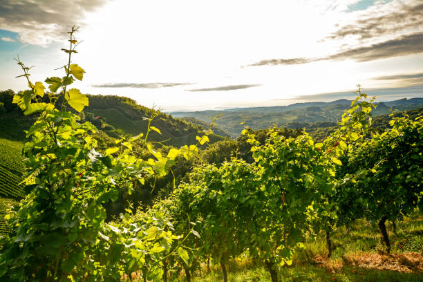 vides de uva en un antiguo viñedo en la zona vitivinícola de toscana, italia europa - danube valley danube river vineyard austria fotografías e imágenes de stock