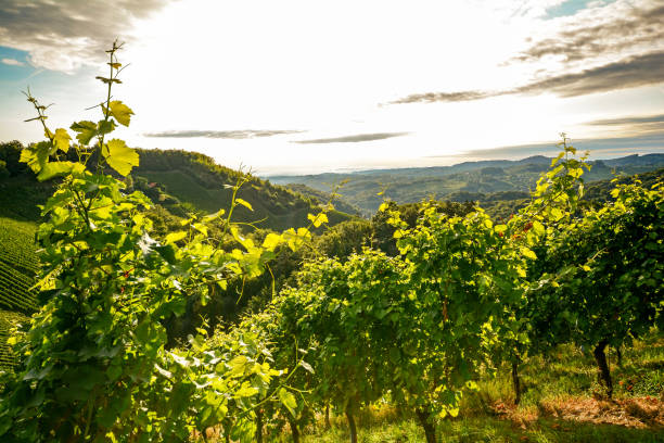 videiras em uma vinha velha na área de viticultura de toscana, itália europa - danube river fotos - fotografias e filmes do acervo