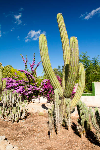istock Cactus garden at island Majorca, Balearic Islands, Spain. 831092632