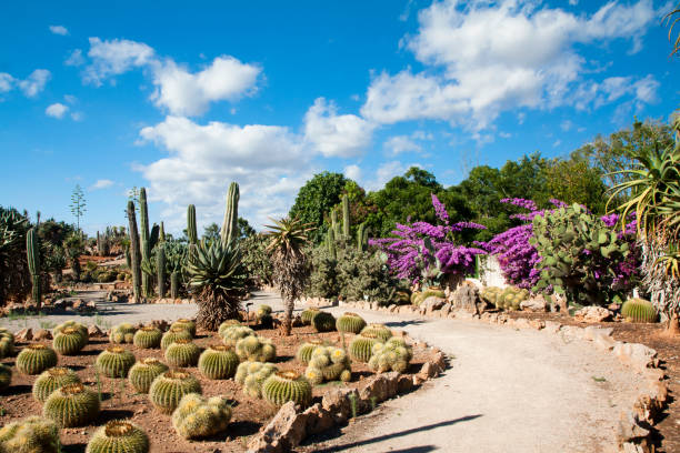 istock Cactus garden at island Majorca, Balearic Islands, Spain. 831093388