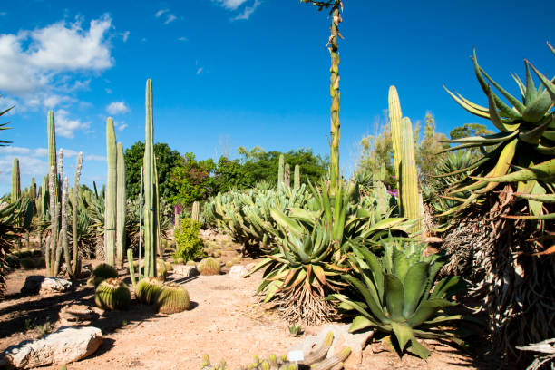 istock Cactus garden at island Majorca, Balearic Islands, Spain. 831096754
