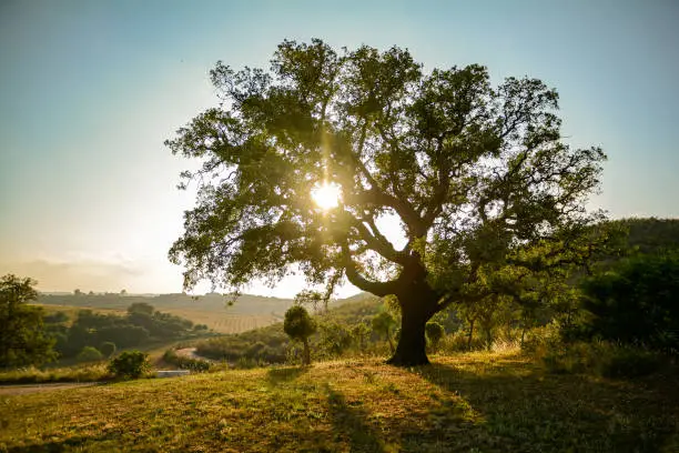 Photo of Old Cork oak tree (Quercus suber) in evening sun, Alentejo Portugal Europe