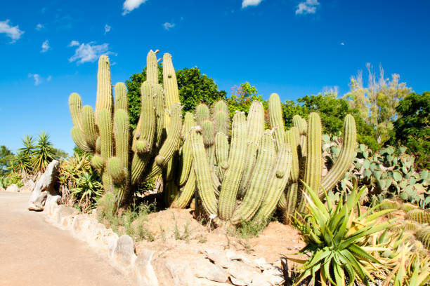 istock Cactus garden at island Majorca, Balearic Islands, Spain. 831099504