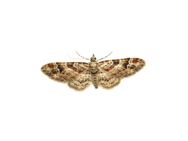 Gymnoscelis rufifasciata