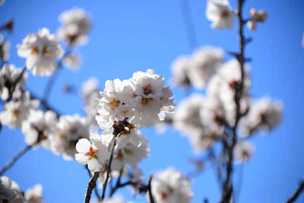 istock Almond blossom in Spain 831100298